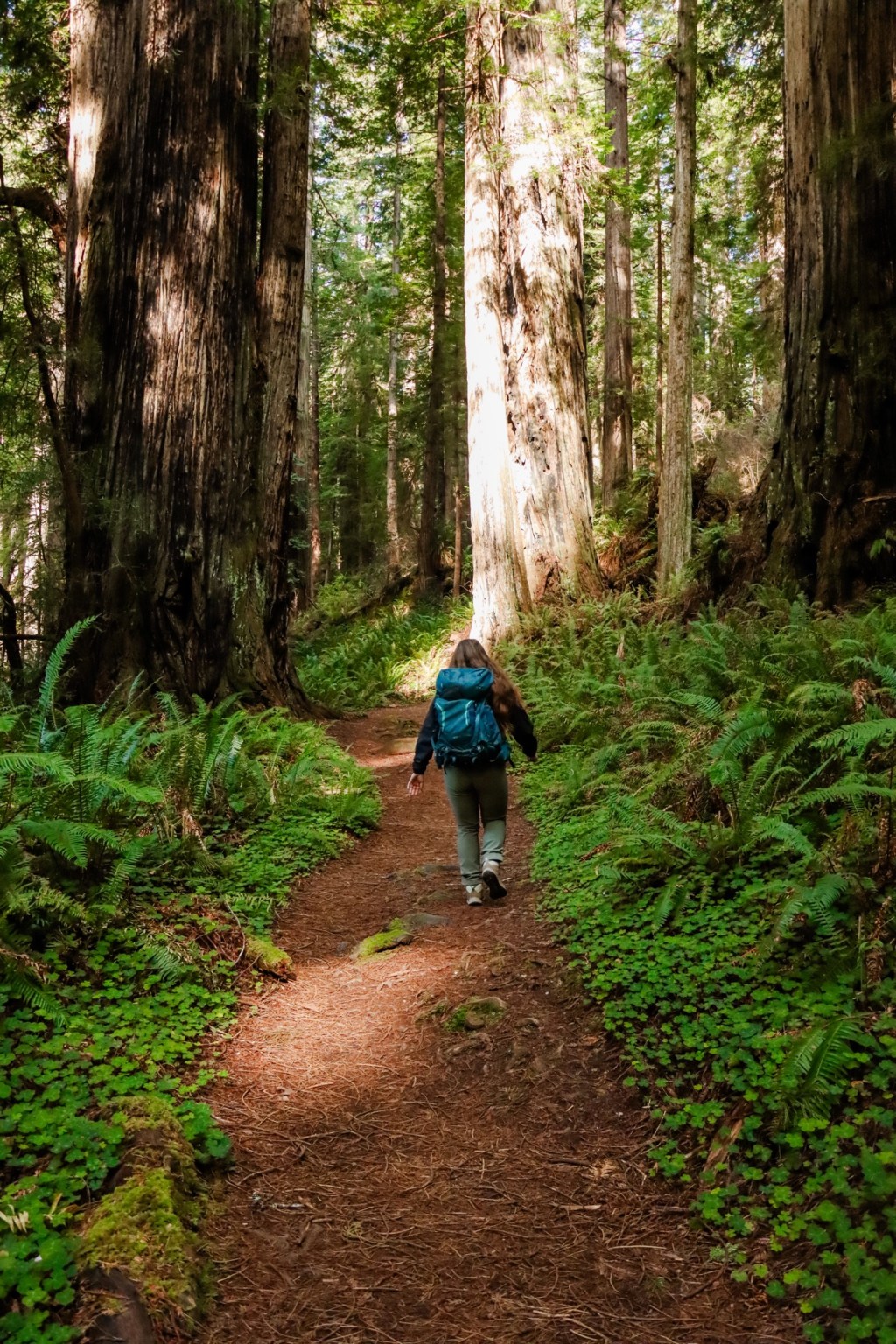 The 5 Best Hiking Trails in Redwoods National&nbsp;Park